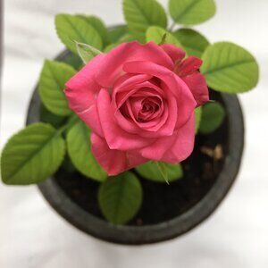 Meet your Posher, Noreen